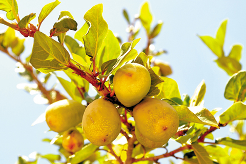 Quả[-]thằn[-]lằn[-]có[-]tác[-]dụng[-]bổ[-]thận[-]tráng[-]dương,[-]cố[-]tinh,[-]hoạt[-]huyết,[-]lợi[-]thấp,[-]thông[-]sữa.